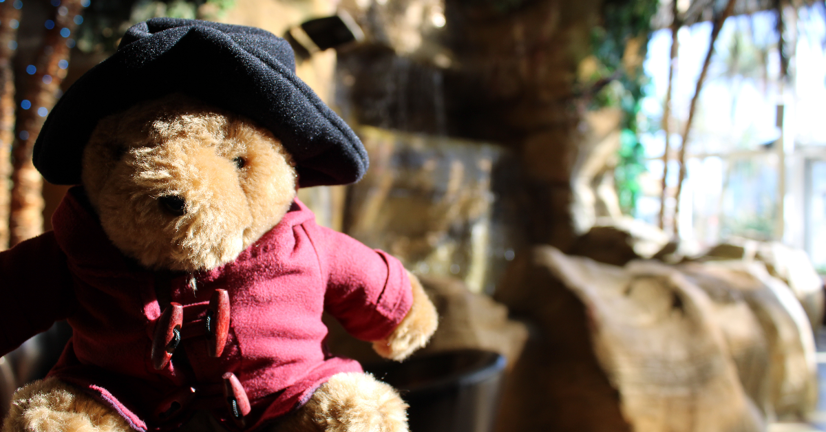 Paddington at The Sandcastle